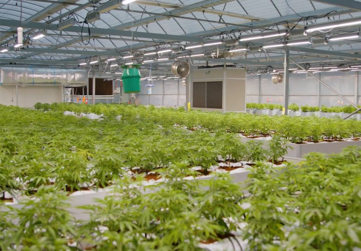 Medicinal cannabis manufacturer Cannatrek launches new site in Victoria